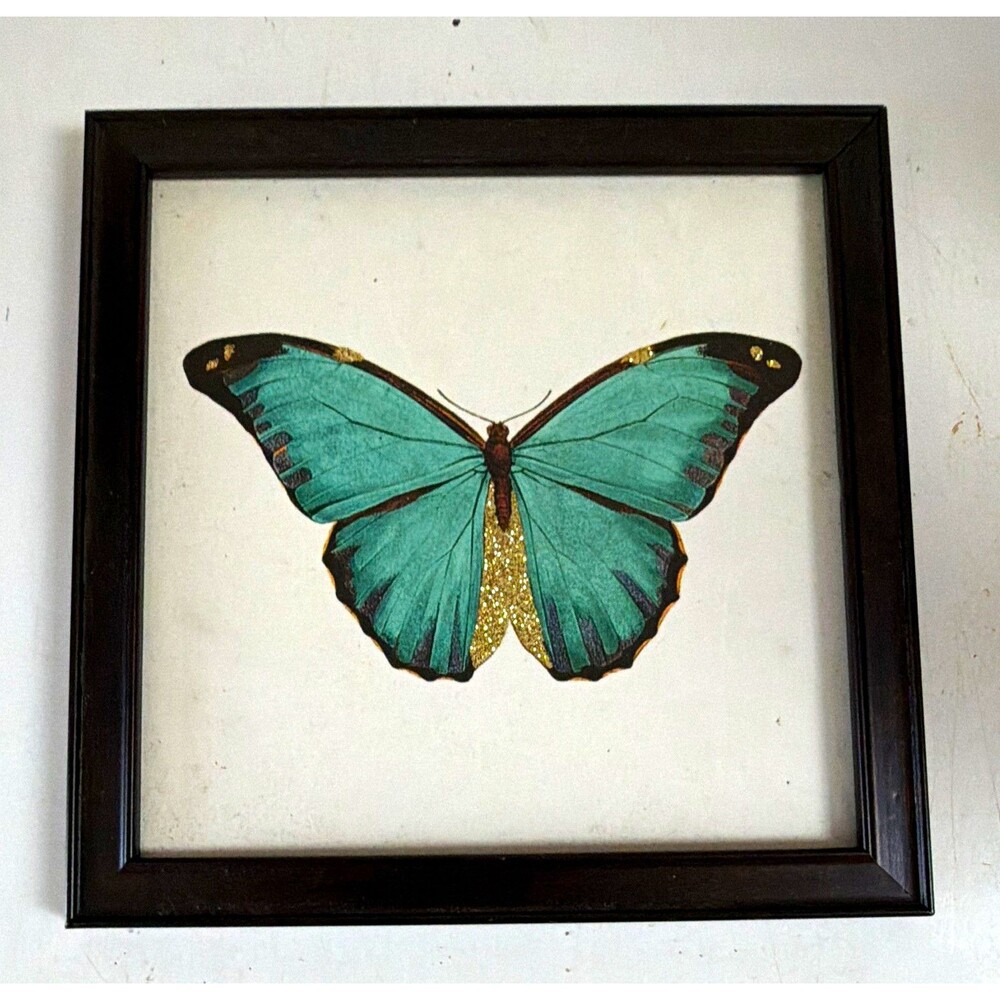 Butterfly Specimen Display Picture Frame, Black Frame, Glass & Wood